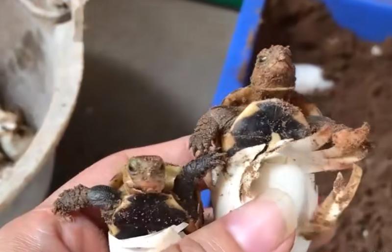 黄喉拟水龟养殖场水深标准,黄缘闭壳龟龟苗多久长大