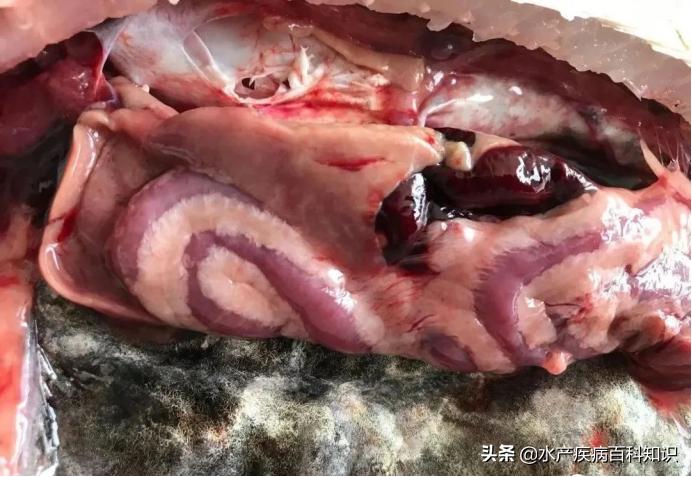 清道夫鱼死亡原因,鱼好好的突然死亡是什么原因