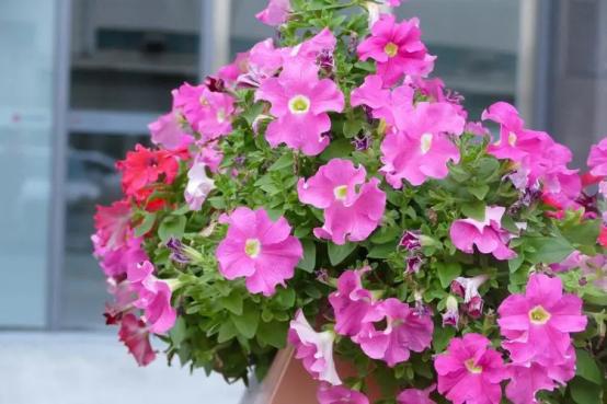 百花种类大全,百花的种类有哪些