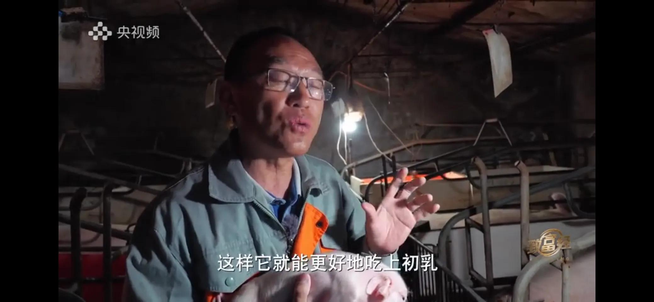 小伙子养猪5年后挣钱5多亿,农村小伙养猪赚过亿