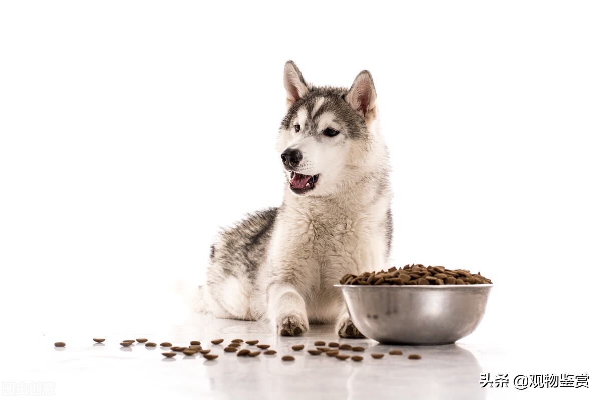 狗狗反群不吃不喝怎么办,狗狗得了细小不吃不喝能扛几天