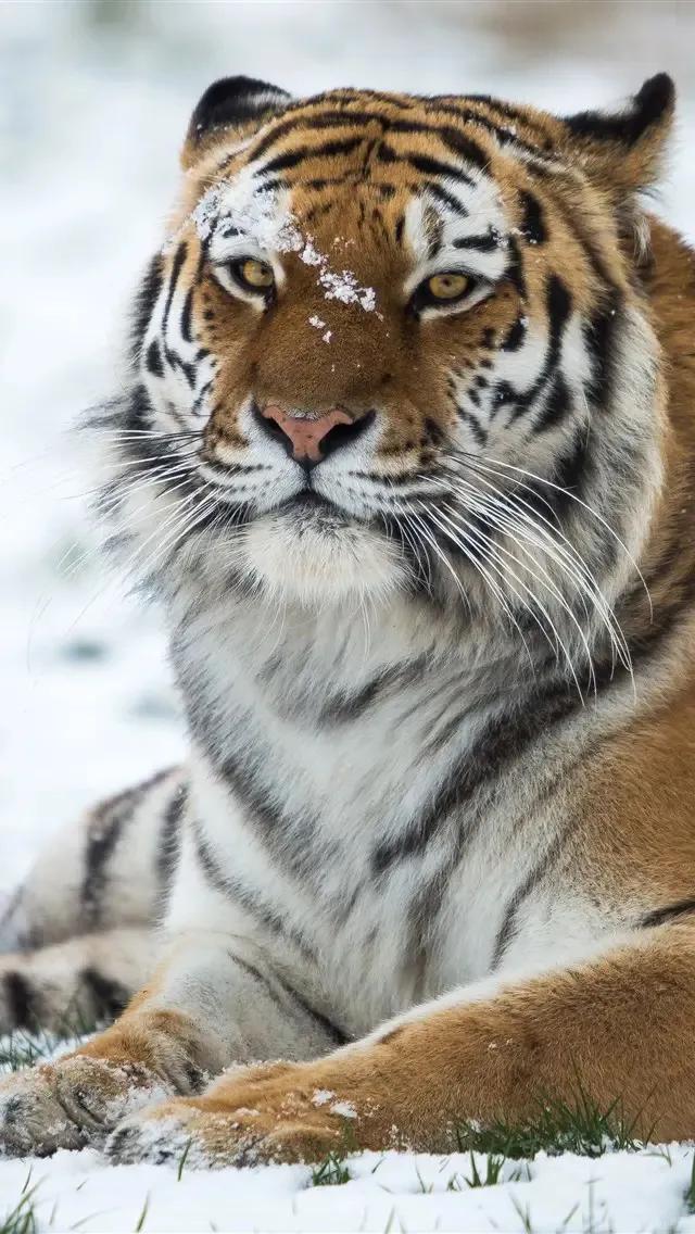 戏说老虎图文杂汇