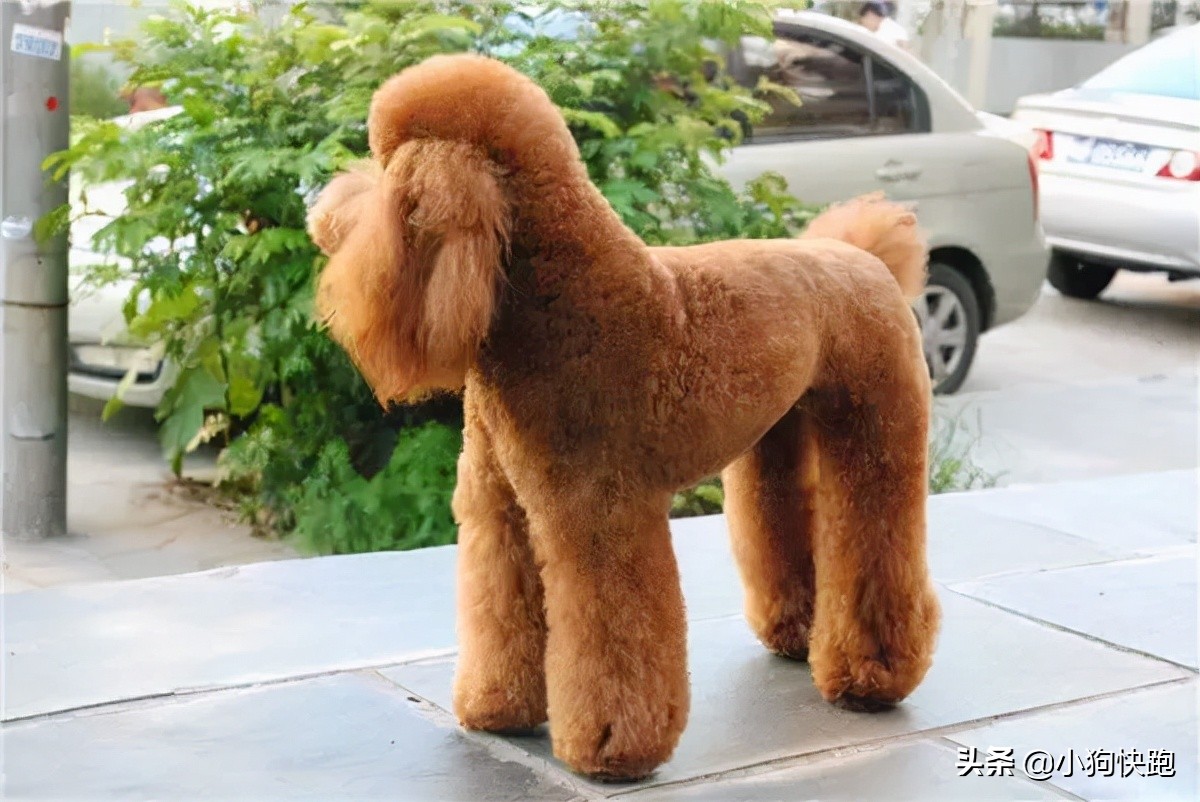 狗狗换了新环境一直叫怎么办,主人不在家狗狗一直叫怎么办