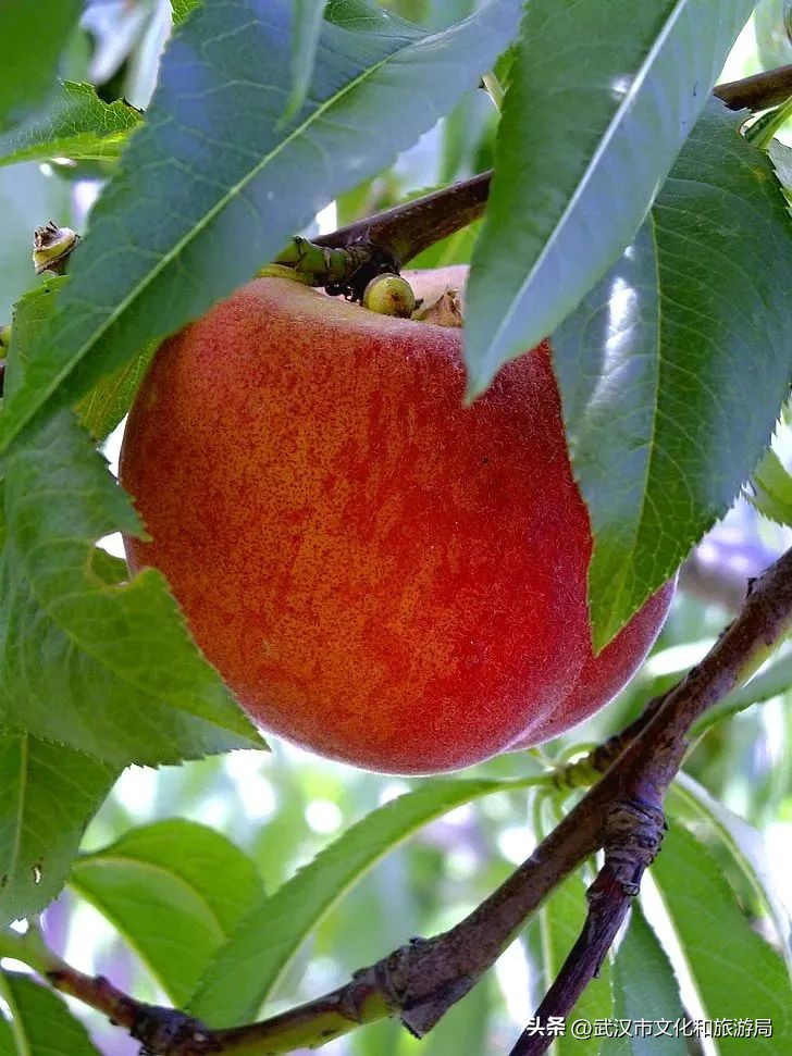 花朝河湾旅游景区本地人要门票吗,潘塘罗杨村花朝河湾景区最新消息