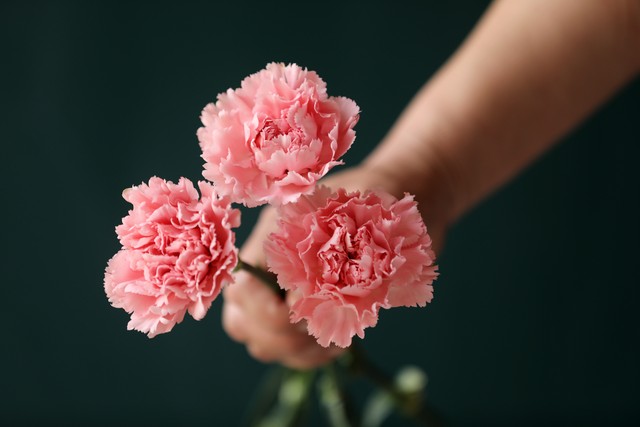 写康乃馨的短文,康乃馨唯美句子