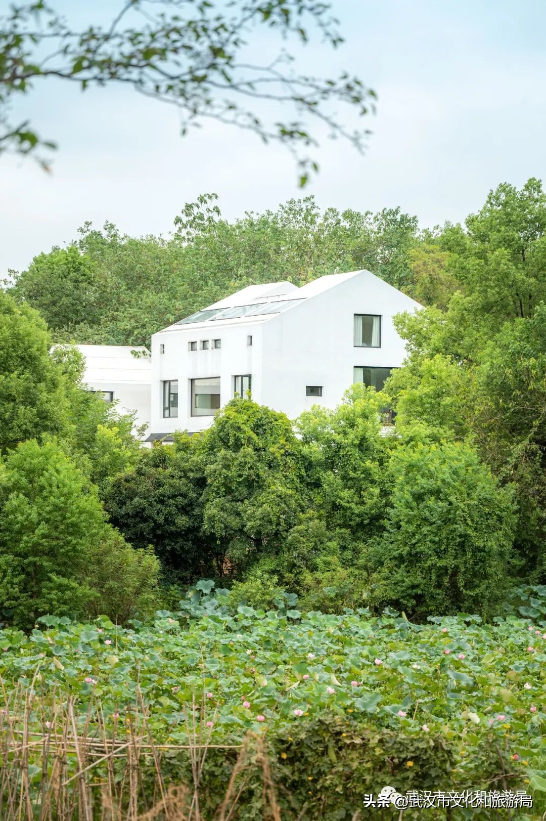 九月，秋风吹进武汉人的小院