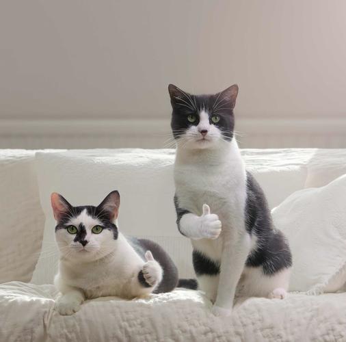 学徒制全日制大专学信网可查吗,学徒制全日制大专和统招大专区别