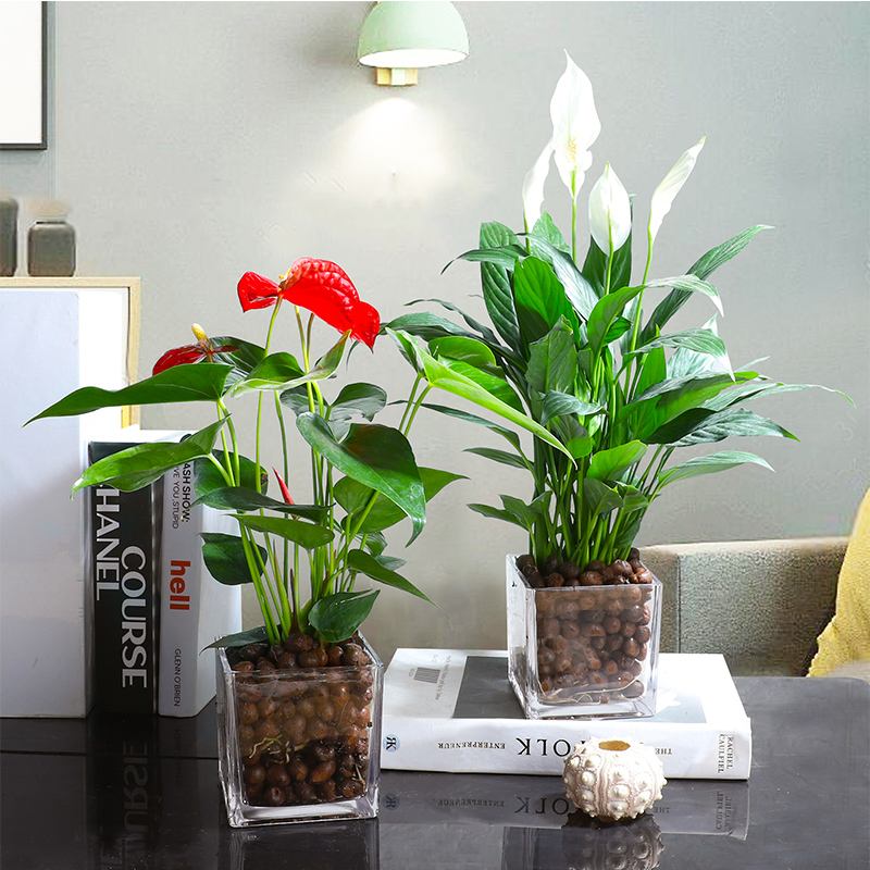 家里光照不足建议养这10种耐阴花,阴暗无光角落适合养什么花