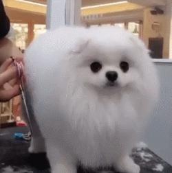 新手养博美要注意什么事项,养博美要注意哪些细节问题