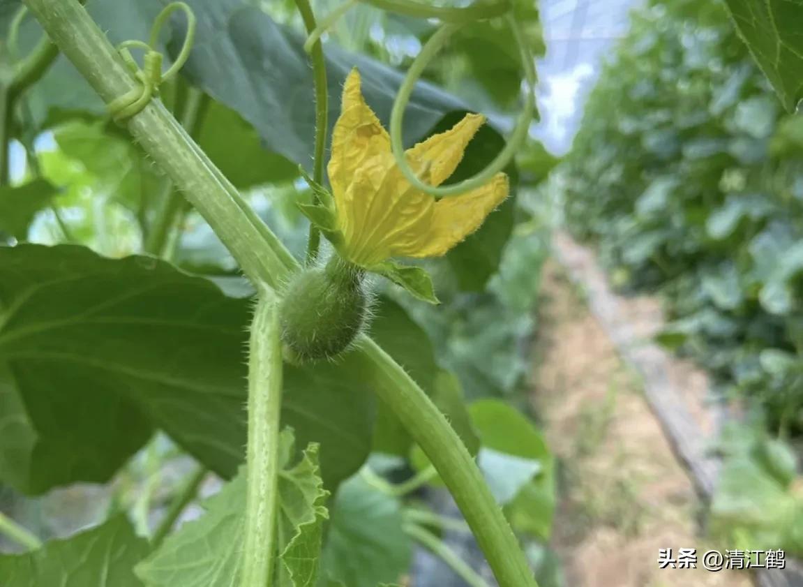 有什么好吃的甜瓜品种适合种植,适合南方种植的黄色厚皮甜瓜品种