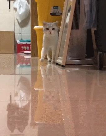 银渐层优势,银渐层战斗力为什么那么高