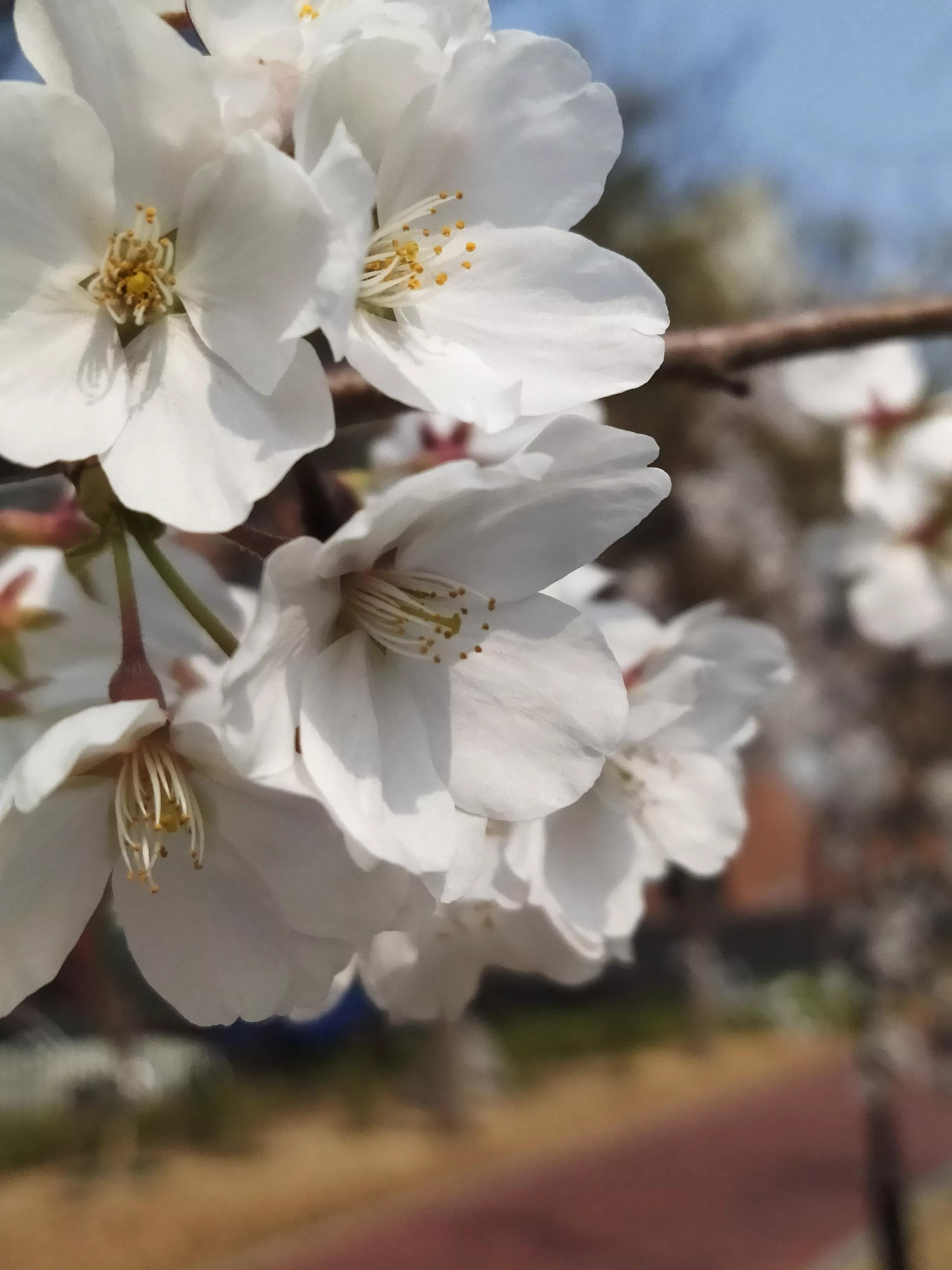 樱花烂漫的唯美句子,樱花烂漫