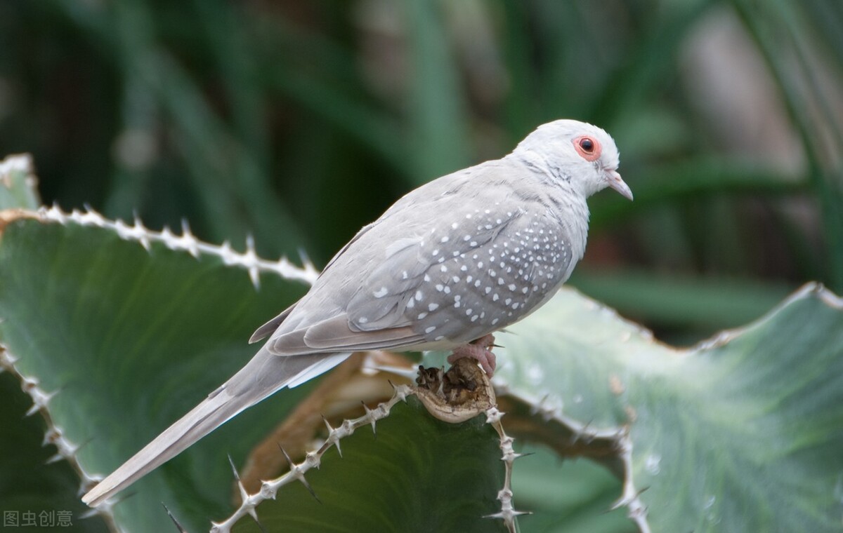 鸽子一个腿站着咋回事,鸽子的腿站不起来怎么办