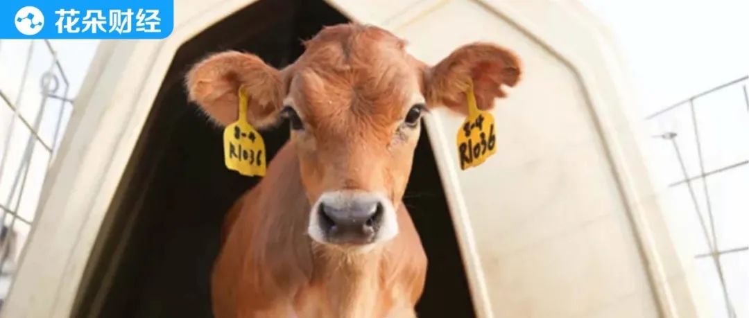 认养一头牛养到多少牛才能有礼品,认养一头牛养牛活动兑奶是真的吗