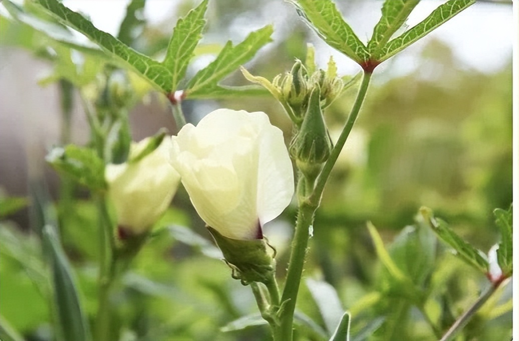 黄秋葵什么时候种植最合适,每日农经黄秋葵的种植技术