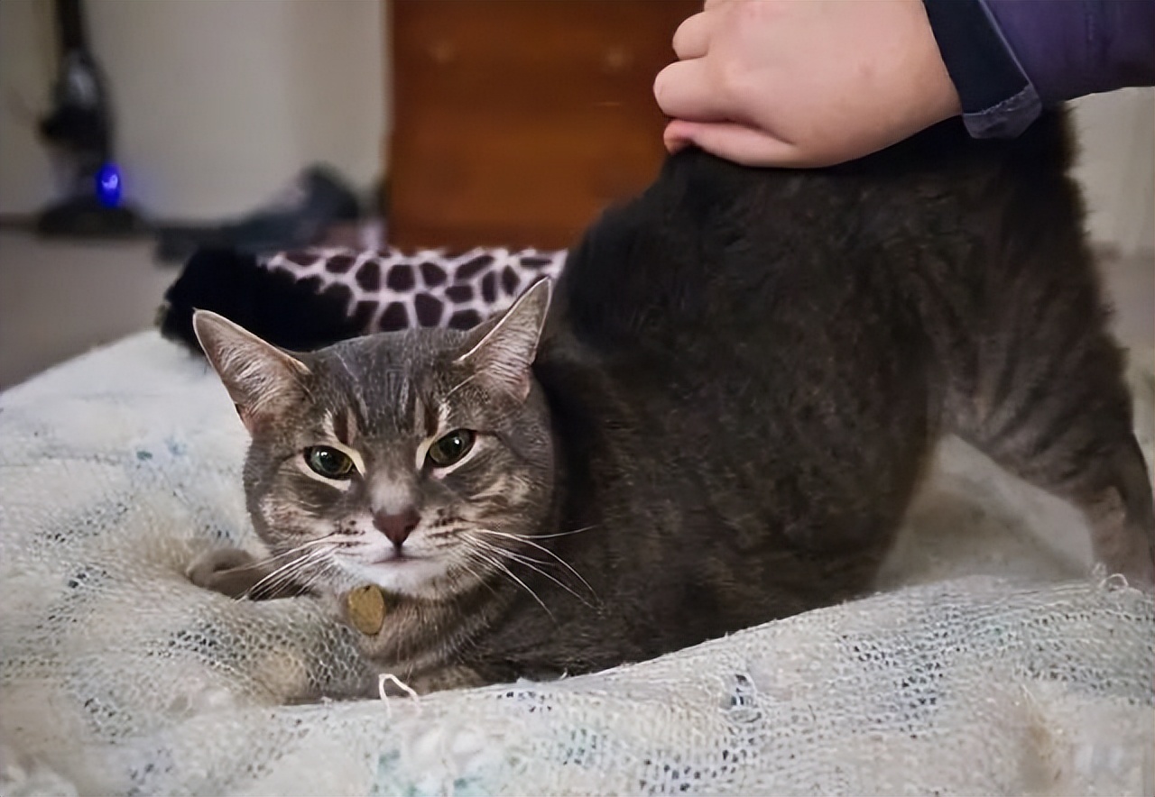 猫咪的哪些行为证明它喜欢你,猫咪喜欢你的表现