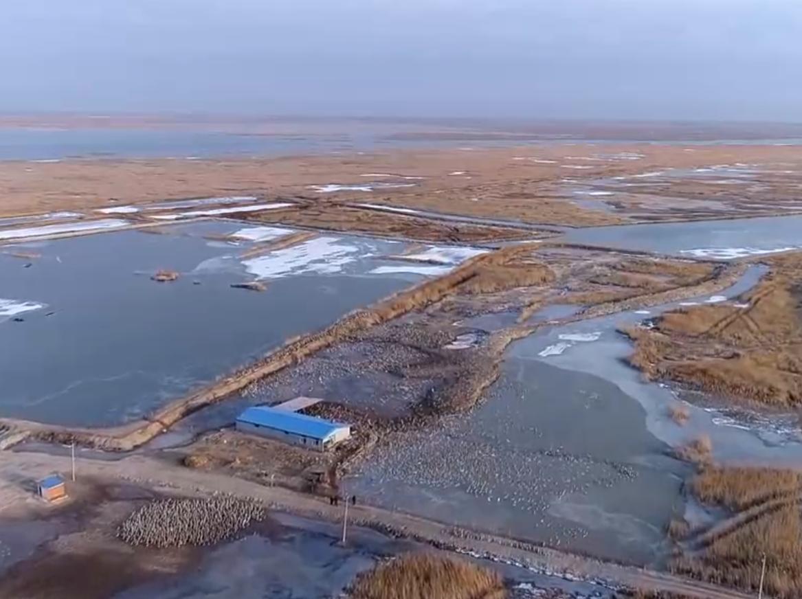 养鹅3000只被拐走,东北大爷养大鹅被大雁拐走3000只