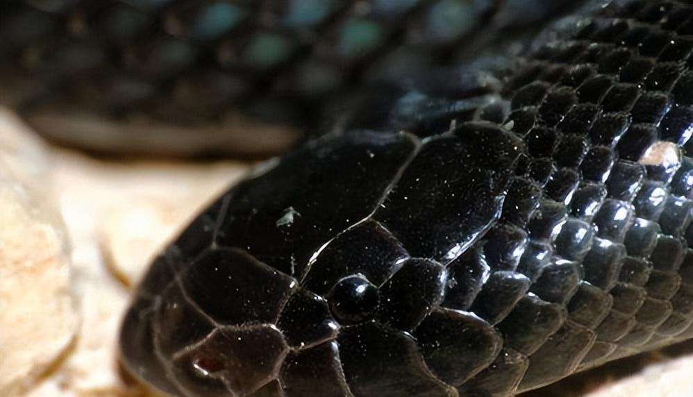 谁也不服谁都使出了自己的绝招,谁也不服前一句