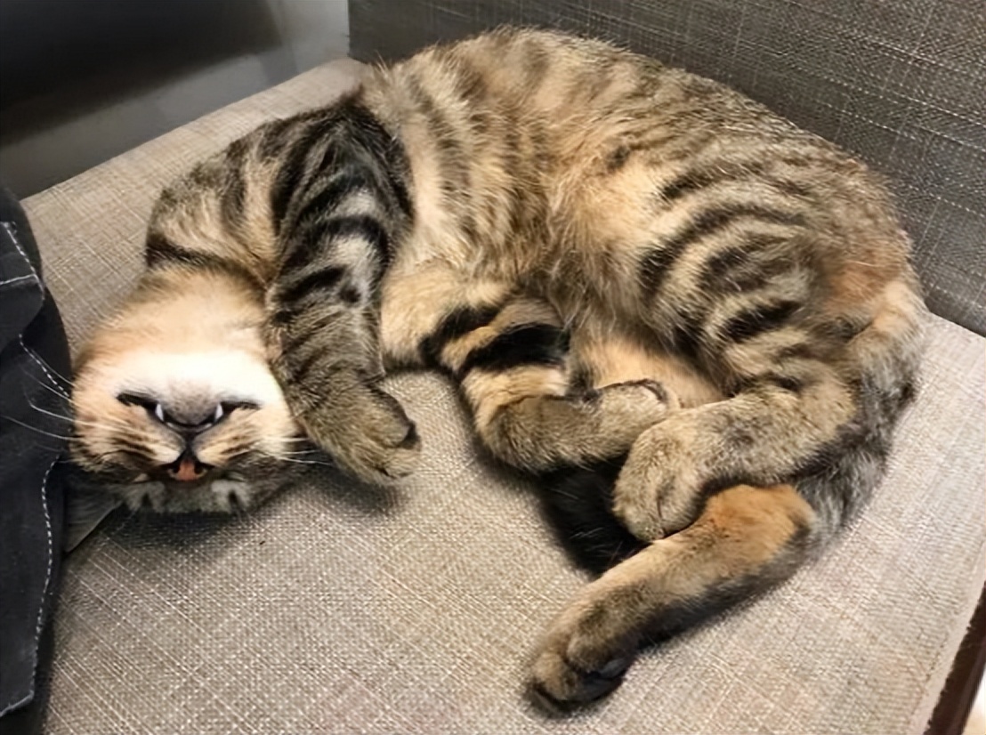 最好养的猫排名第一橘猫,中华田园猫橘猫占比