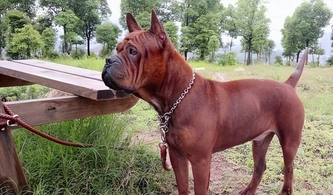 国产猛犬莱州红,中国国产大型猛犬犬种