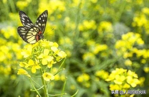 回收旧手机一般回收回去干什么,旧手机废手机回收有什么用呢