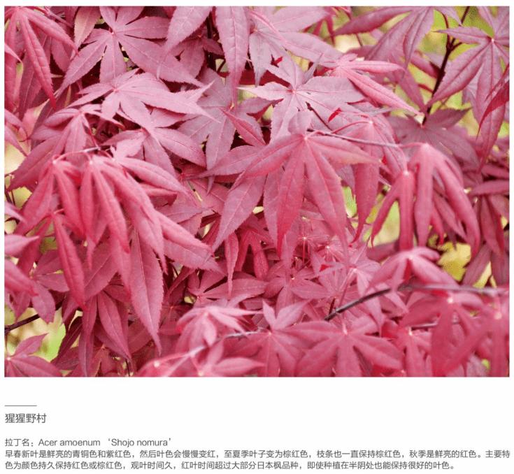 「秋天必看」枫树图鉴22年版——鸡爪枫及日本枫篇