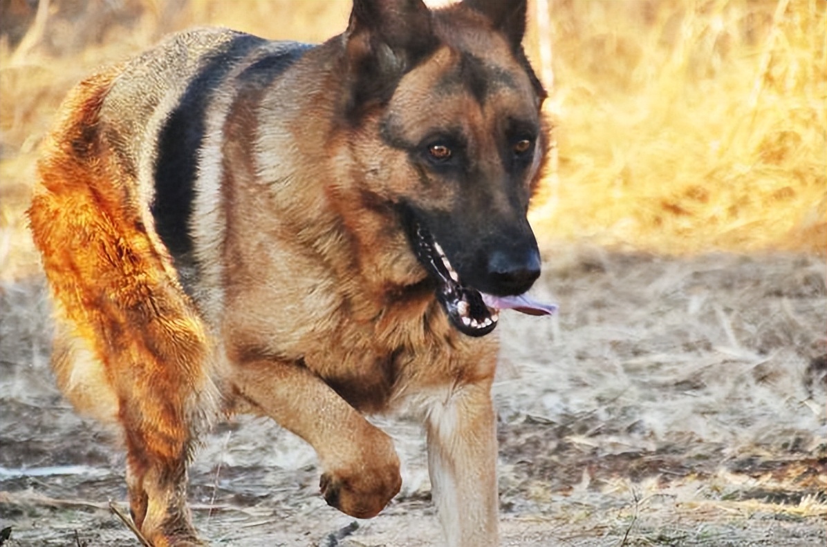 为什么德牧越来越受欢迎,德牧到底有多难养