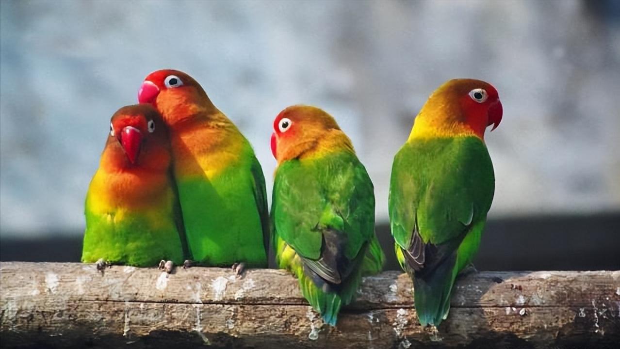 鸟流血了有什么消毒用品吗,鸟流血了怎么办