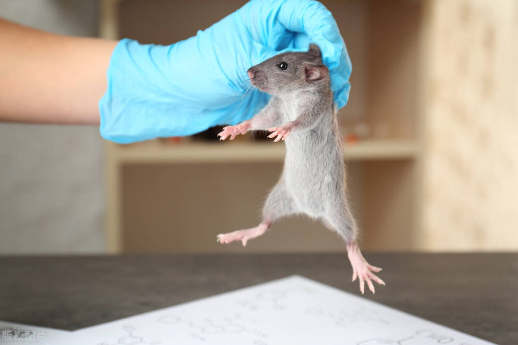 灭鼠小妙招大全视频,如何快速防鼠灭鼠