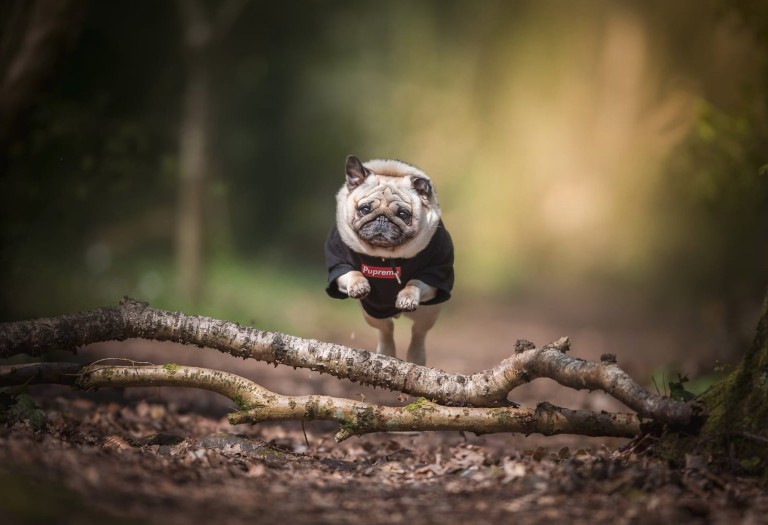 英国最聪明的十大名狗,英国最著名的土狗是什么狗