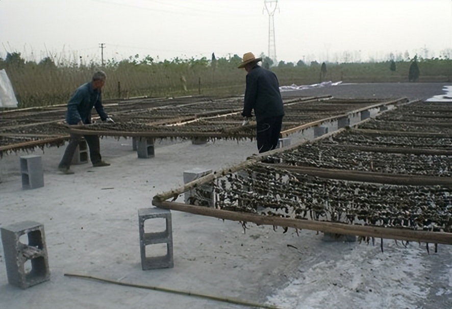 水蛭龙虾自繁自养,自繁自养水蛭