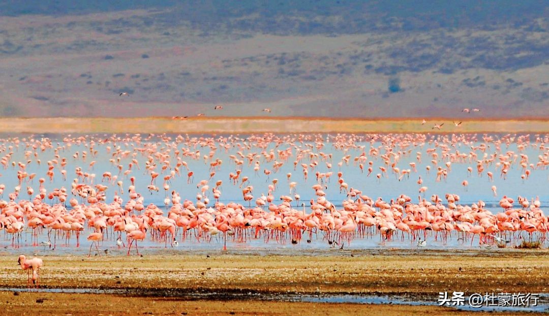 跟随“中国狮子王”，到坦桑看绝色非洲