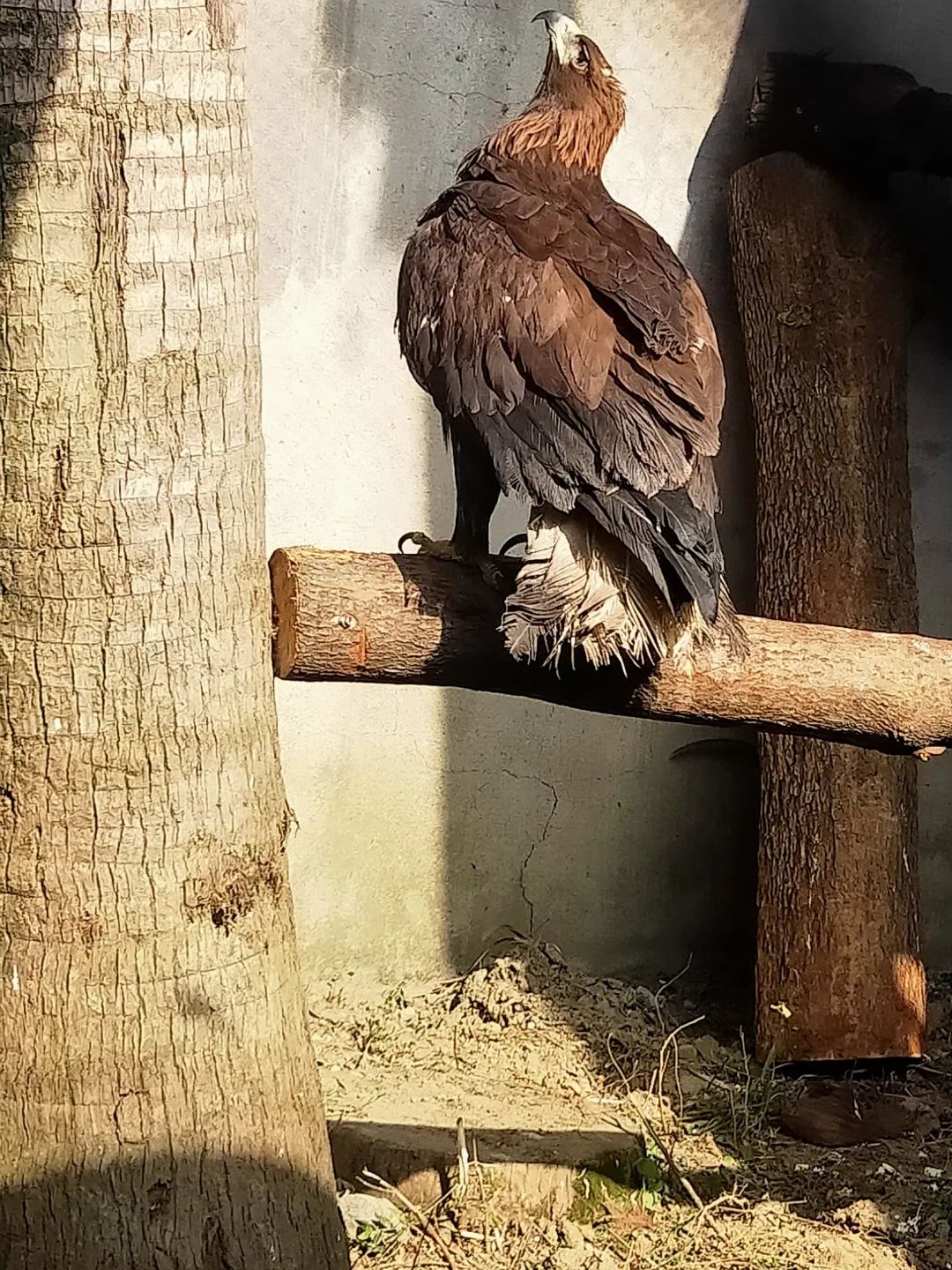 来认识长在石头上的植物,成都有哪些生物