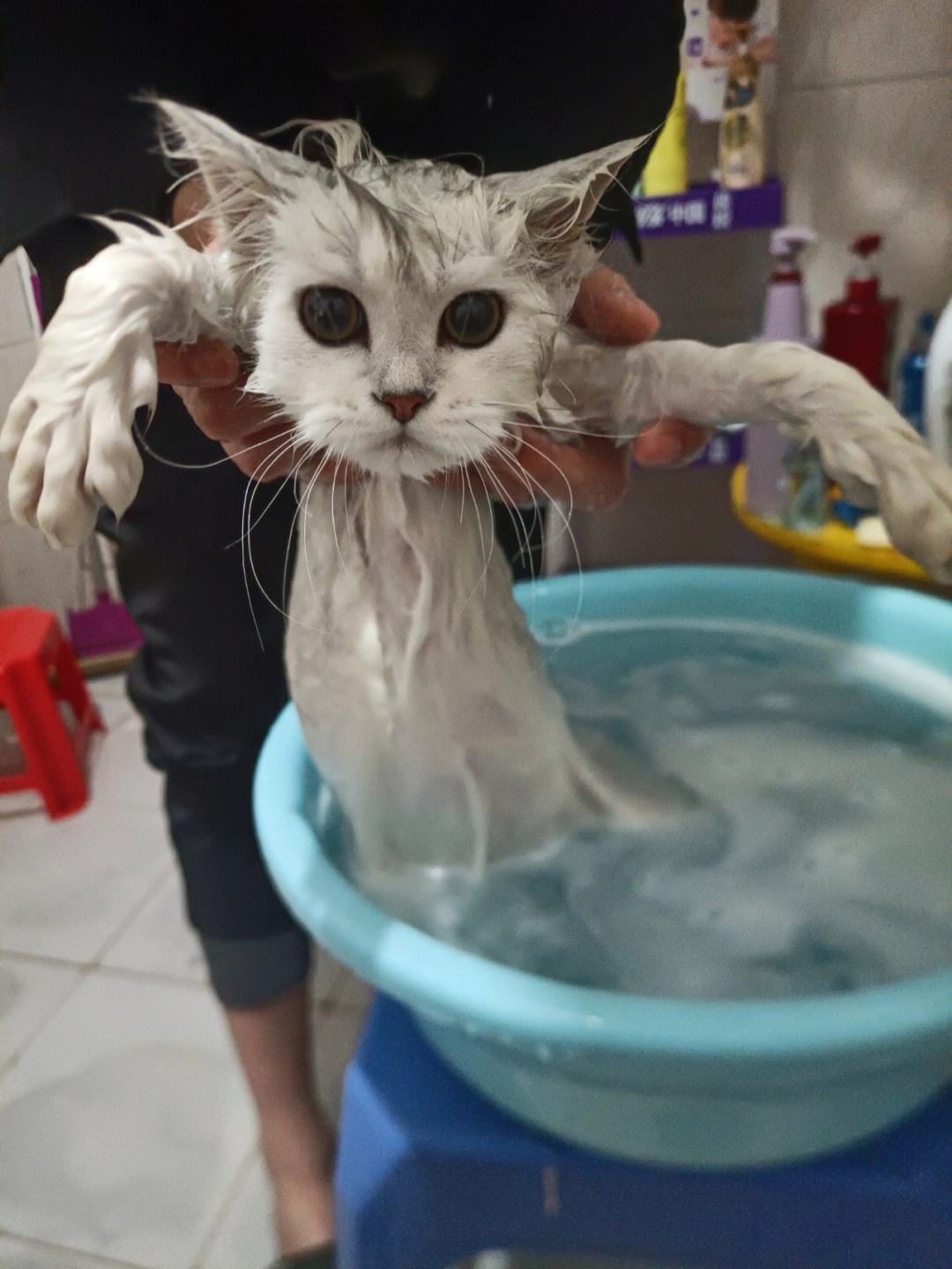 中华田园猫怎么养,中华田园猫为什么不建议养