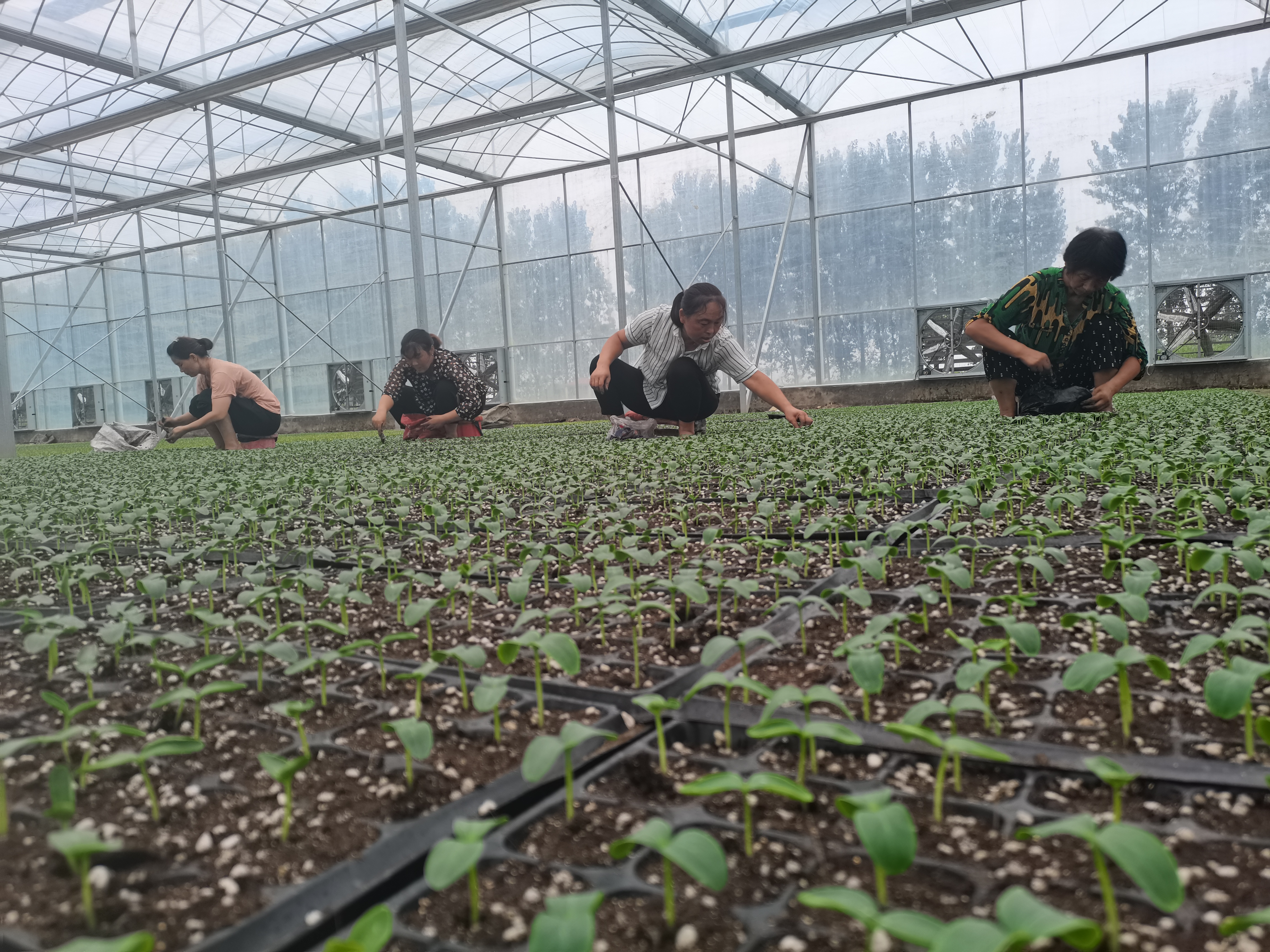 扶沟：“中原菜都”的乡村振兴富民曲