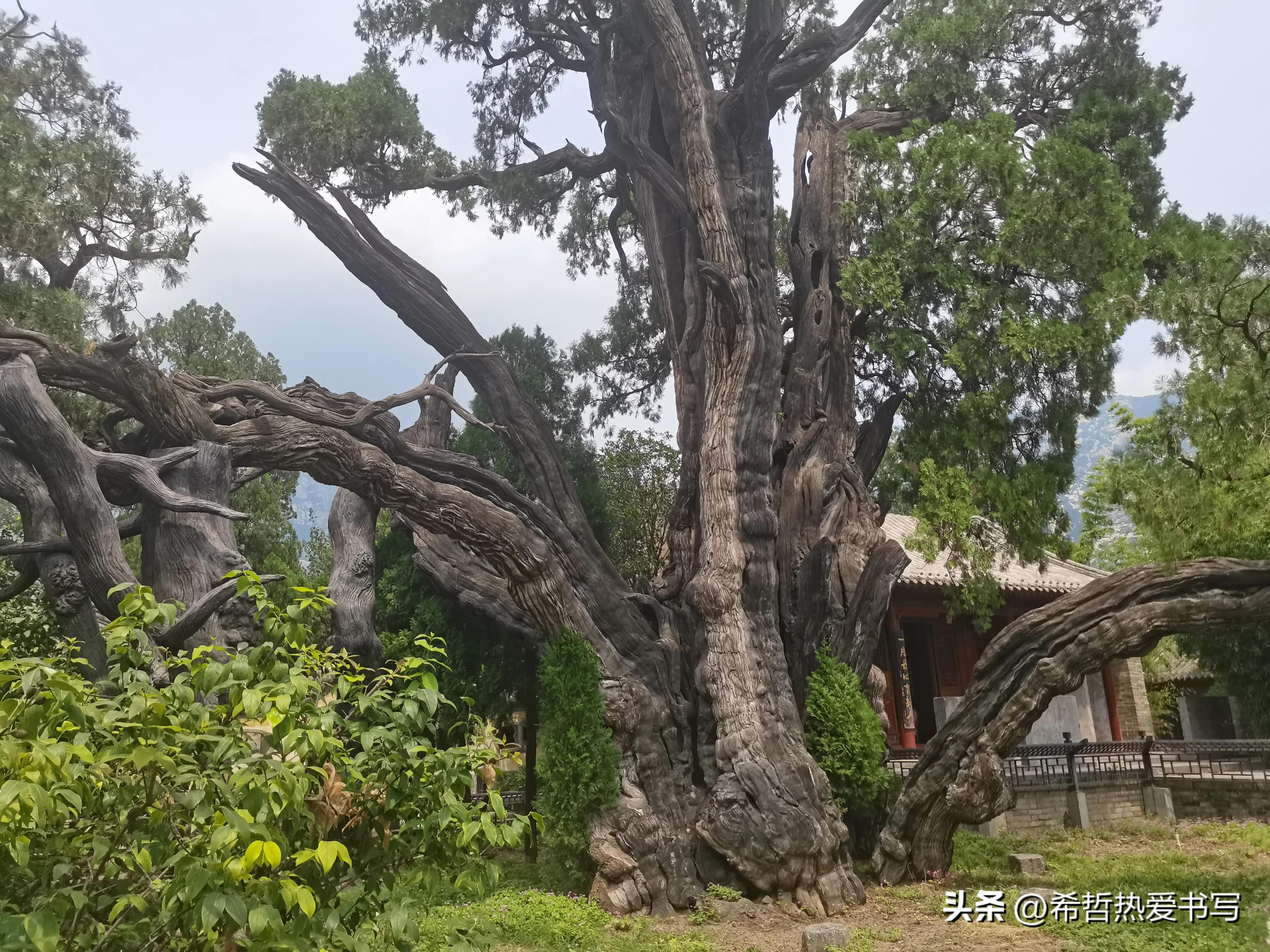中国四大书院之一嵩阳书院,嵩阳书院应天书院和白鹿洞书院