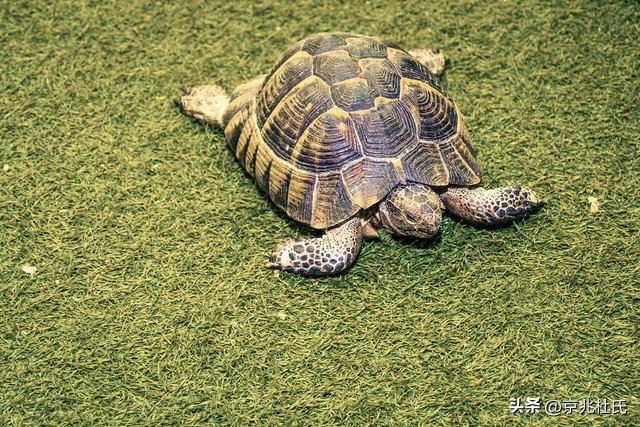 190岁乌龟过生日，活到今天熬过39届美国总统，还跟拿破仑有关系