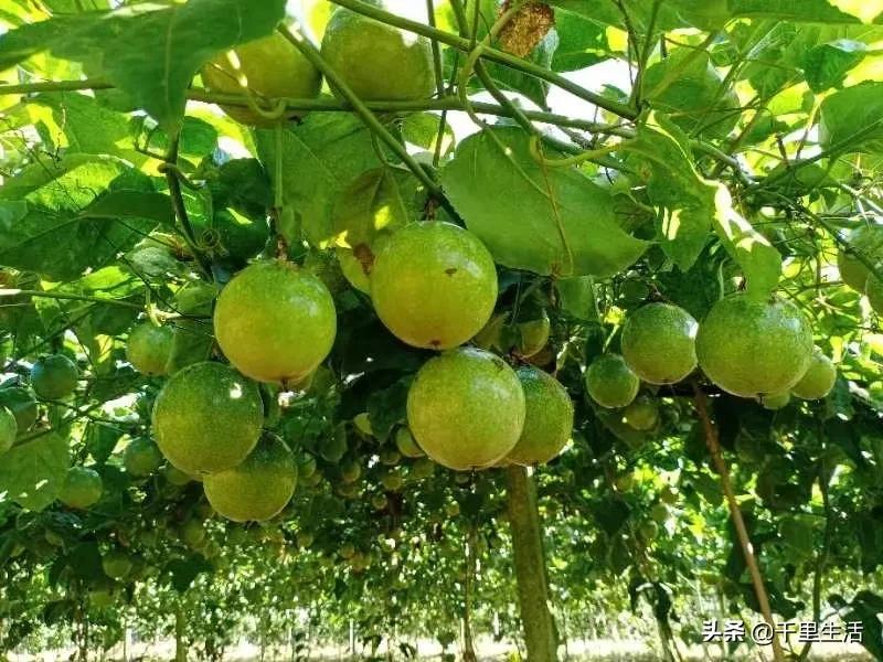 黄金百香果，“钦蜜9号”，百香果中的“爱马仕”，至爱非你莫属