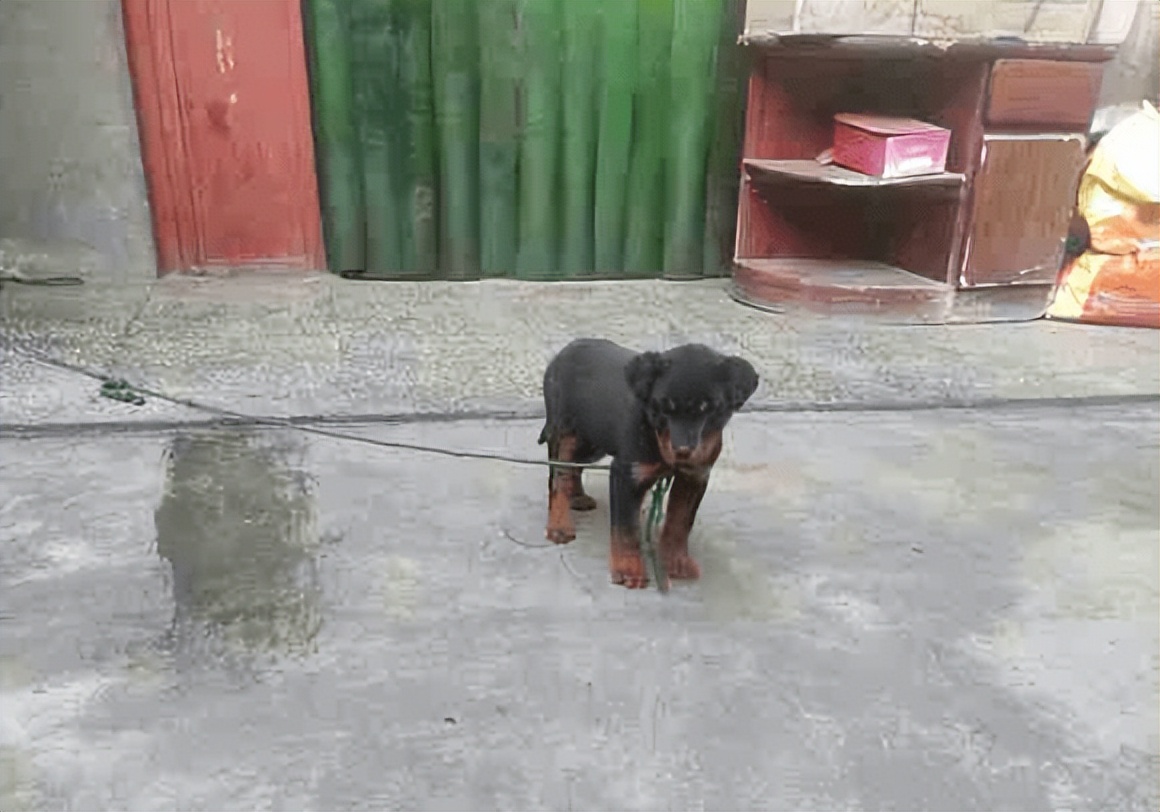 小狗狗为什么总是跟着别人跑,为什么小狗从外面回家就开始狂跑