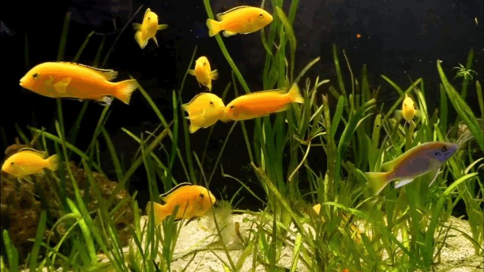 热带观赏鱼图片唯美大全,热带观赏鱼动图