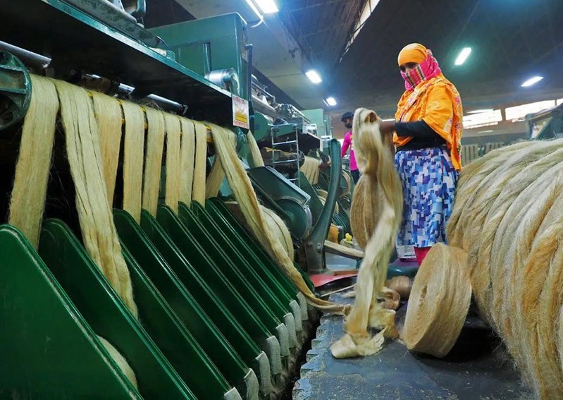 中国没人种的黄麻，为何却被印度当成“铁饭碗”，养活近千万人？