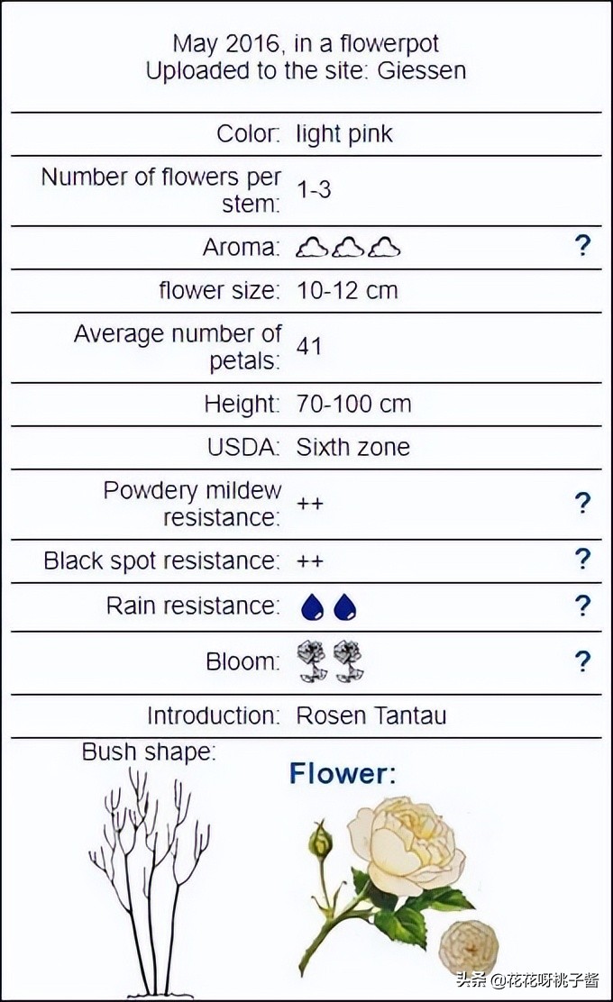 花期特别短暂开放好看的粉色月季,粉色可爱融化你的少女心月季