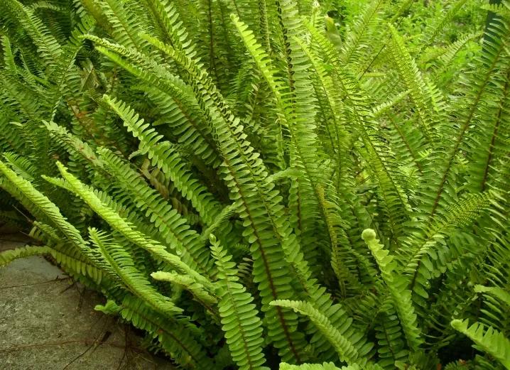 蜈蚣草哪里采,蜈蚣草耐寒吗