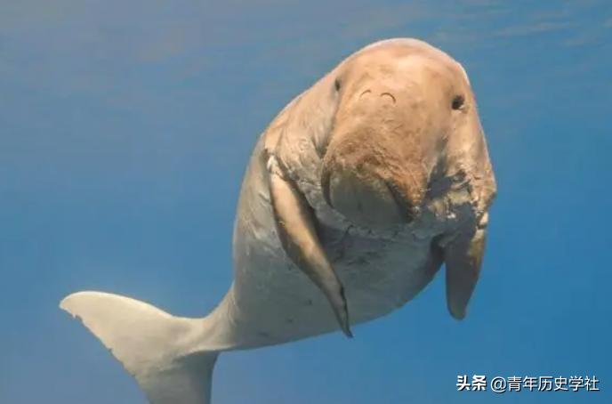 美人鱼神秘吗,美人鱼真实秘密