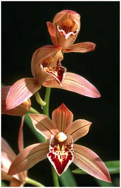 十大名贵兰花葱兰和韭兰的区别,十大名贵兰花视频