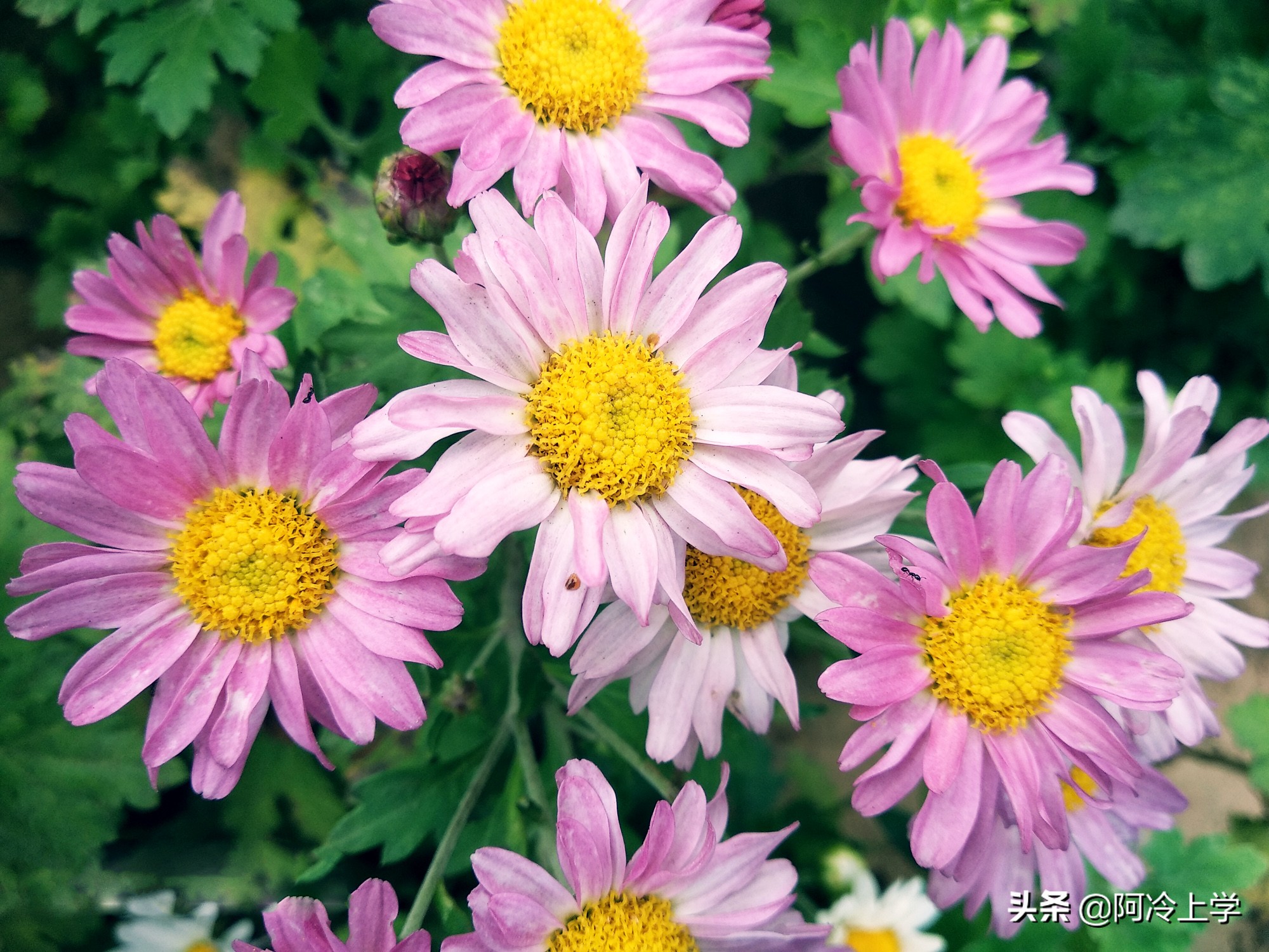钓鱼的医生简介,钓鱼的医生汪曾祺主要内容