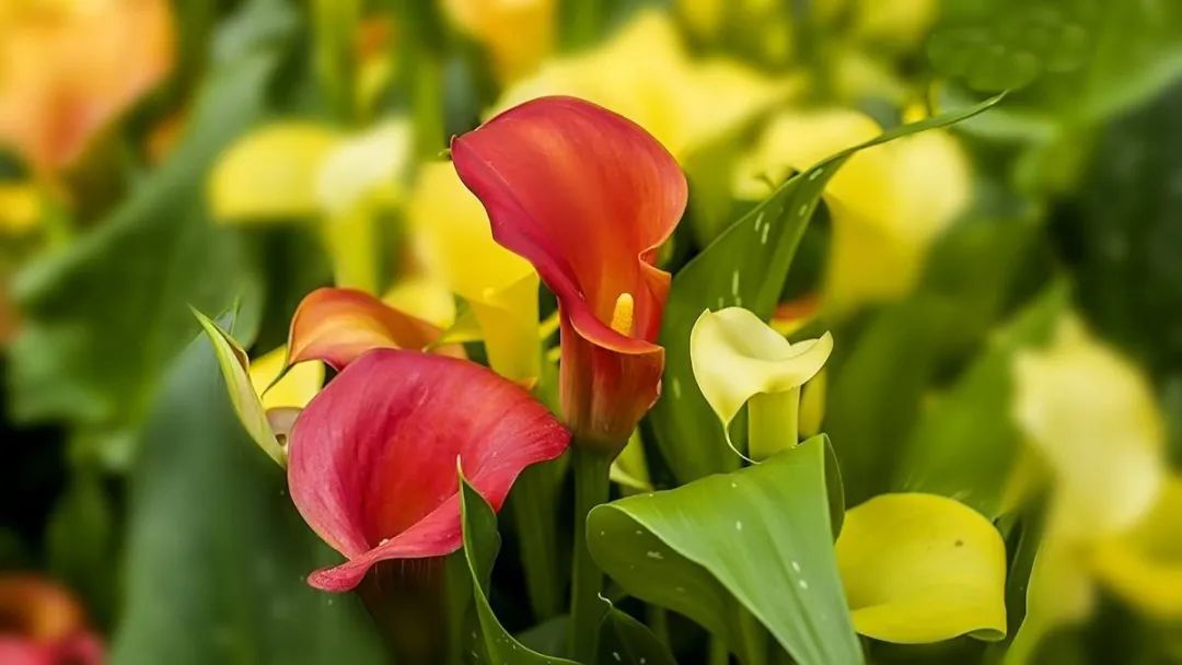 马蹄莲开花后的养殖方法,马蹄莲开花期间养护注意事项