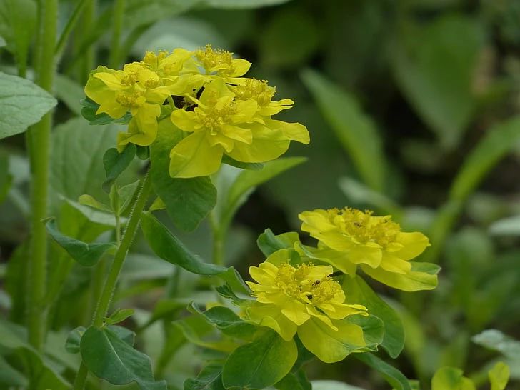 关于花的浪漫文案伤感,关于花的浪漫的文案
