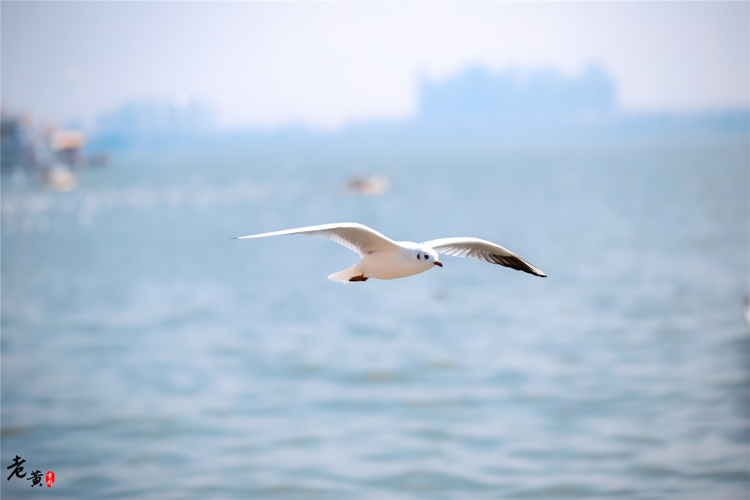 昆明滇池边海鸥图片,冬季来昆明海埂大坝看海鸥太美了
