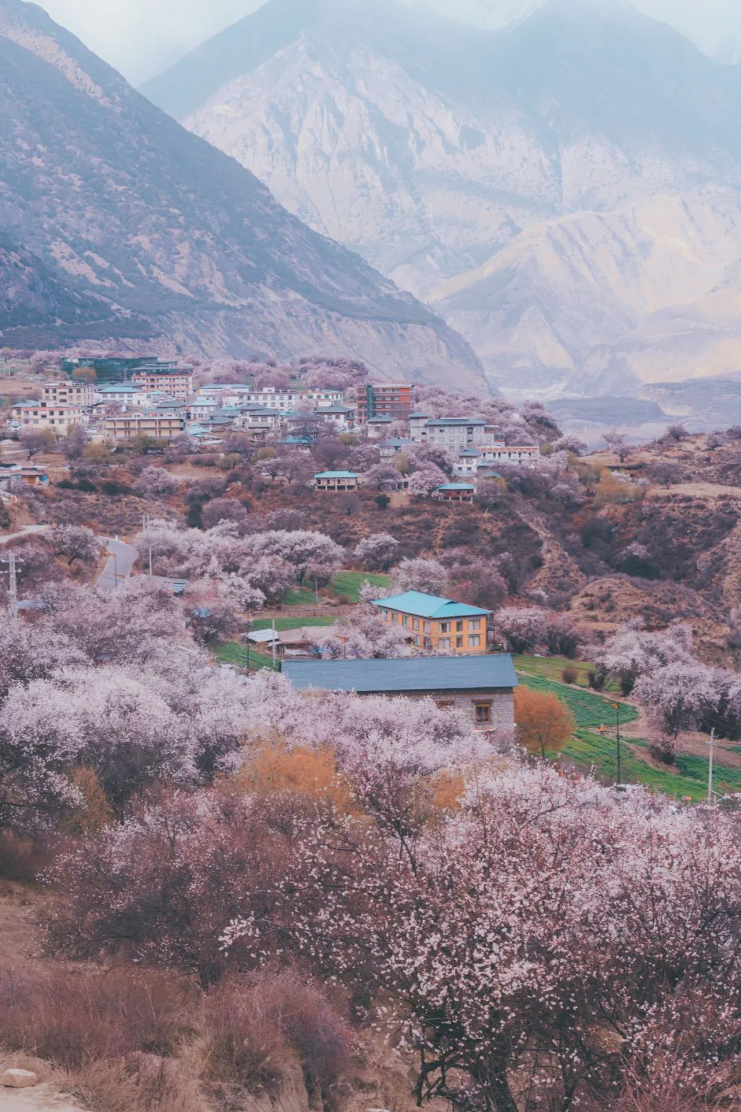 林芝花期预测,林芝桃花最佳观赏时间气温